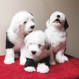 Old English Sheepdog Puppies from Beth VanDervort's Old English Sheepdogs