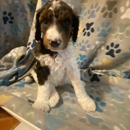 Brown Tri phantom Sable - Red collar girl - Phantom female Poodle puppy in Charlo, Montana from Heavenly Hilltop Farm
