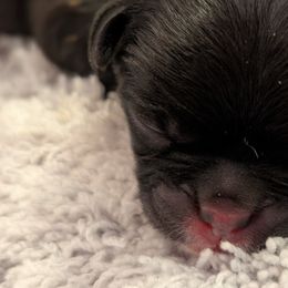 Chinese Cresteds and Pugs from Charming Cresteds Kennel