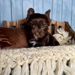 Wyatt - Chocolate, tan and white male Yorkshire Terrier puppy in Tulsa, Oklahoma from Conns Cuddly Canines