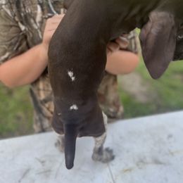 Navy - Liver roan female German Shorthaired Pointer puppy in Center Hill, Florida from Tiffany Proctor