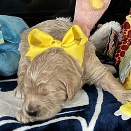 Princess Belle - Cream female Goldendoodle puppy in Puyallup, Washington from Dawnie’s Doodles