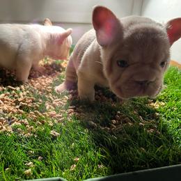 Pink collar girl. Dreamy girl - Cream female French Bulldog puppy in Roland, Oklahoma from Ruff it up frenchies