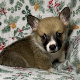 Boy 1 - Sable male Pembroke Welsh Corgi puppy in Surprise, Arizona from Ruff and Rowdy Corgis