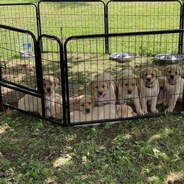 Labrador Retriever Puppies from One Willow Labradors