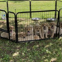 Labrador Retriever Puppies from One Willow Labradors