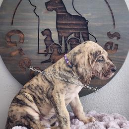 Purple Collar - Merle female Great Dane puppy in Alton, Illinois from Show Me Great Danes and Basset Hounds