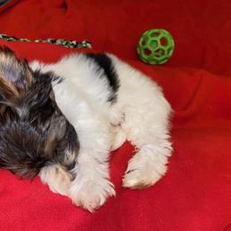 Morkie Puppies from McConnell’s Morkies