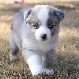 Isle - Blue merle female Australian Shepherd puppy in Weatherford, Texas from Ridgestar Aussies