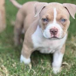 Khan - Lilac male American Bully puppy in Princeton, Texas from District 12 Kennels