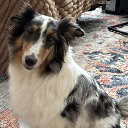 Friendship - Shetland Sheepdog