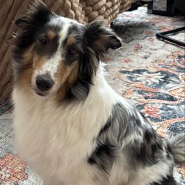 Friendship - Shetland Sheepdog