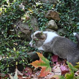 Pembroke Welsh Corgi Puppies from A&A’s Adorable Corgis
