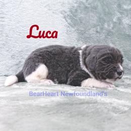 Luca - White and gray male Newfoundland puppy in Cortez, Colorado from Bear Heart Newfoundlands, LLC