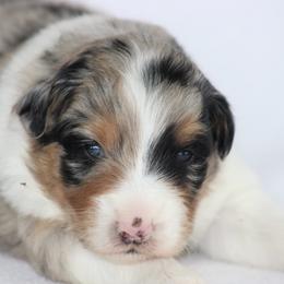 Monsoon - Blue merle female Australian Shepherd puppy in Circleville, Utah from Canyon Creek Aussies