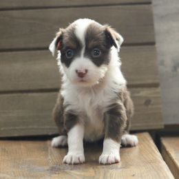 Miniature Australian Shepherd Puppies from Fisher Farm