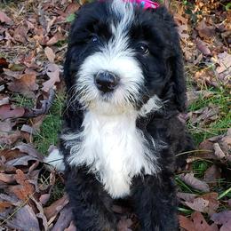 Bernedoodle, Goldendoodle, and Poodle Puppies from Granton Creek