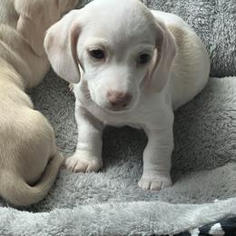 Zero - Cream male Dachshund puppy in Escalon, California from Dashing Dachshunds RF