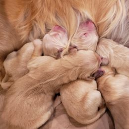 Golden Retriever Puppies from Sims Golden Retrievers