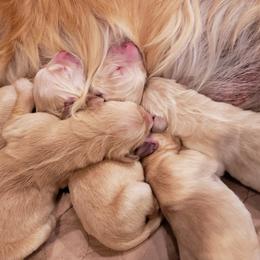 Golden Retriever Puppies from Sims Golden Retrievers