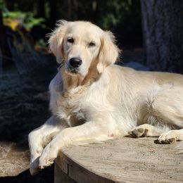 Leia - Golden Retriever