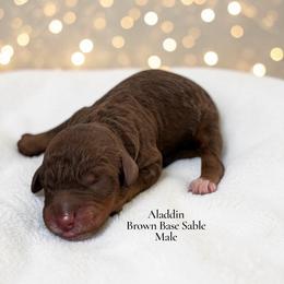 Aladdin - Sable male Poodle puppy in Ellenburg Center, New York from Kristin's Puppies