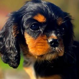 Violet - Black and tan female Cavalier King Charles Spaniel puppy in Watsontown, Pennsylvania from Huntsman Cavaliers
