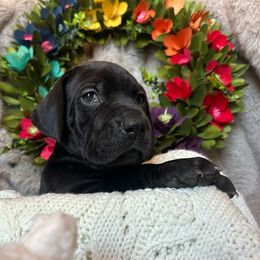 Girl 2 - Great Dane puppy in Reno, Nevada from Good Dog Danes