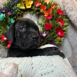 Girl 2 - Great Dane puppy in Reno, Nevada from Good Dog Danes