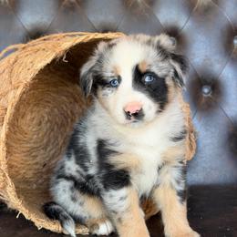 Eian- Has Tail and Videos- Nose will Fill In - Blue merle male Australian Shepherd puppy in Troy, South Carolina from Lana Corley- Australian Shepherds of 3/W Farms