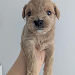 Girl 1 - Apricot female Maltipoo puppy in Fife, Washington from Joyful Pups