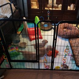 Dachshund Puppies from Cream Doxie Luv