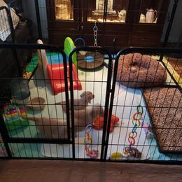 Dachshund Puppies from Cream Doxie Luv