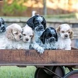 Cocker Spaniel Puppies from Kanati' Cocker Spaniels
