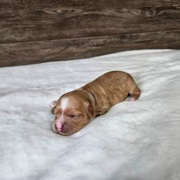 Blue - Apricot male Cavapoo puppy in South Jordan, Utah from Lucky Doodle Pups