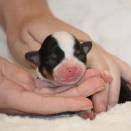 Black Tri - Black and tan female American Corgi puppy in Clovis, New Mexico from Sweet & Salty Cowdogs
