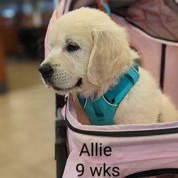 Golden Retriever Puppies from Cruz'n Golden Retrievers