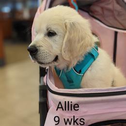 Golden Retriever Puppies from Cruz'n Golden Retrievers