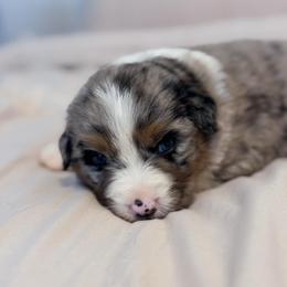 Zara - Blue merle female Australian Shepherd puppy in Polk City, Florida from Skaky Shepherds