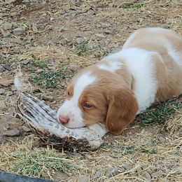 Brittany Puppies from Buster Pointe Brittanys