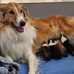 Collie puppies from Sundance Scottish-Colleys