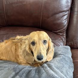 Apollo - Dachshund