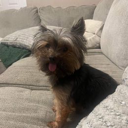 Milie - Yorkshire Terrier