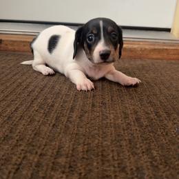 Pie girl - Piebald female Dachshund puppy in Madison, Wisconsin from SK Miniature   Dachshunds