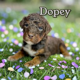Dopey - Phantom male Poodle puppy in Pink Hill, North Carolina from Boodle's Standard Poodles