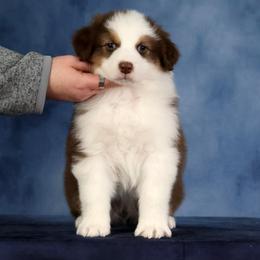Margarita - Red tri-color female Australian Shepherd puppy in Springville, New York from RisingStar Australian Shepherds