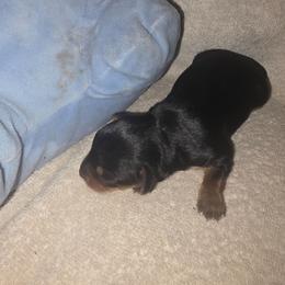Blue Boy - Black and tan male Yorkshire Terrier puppy in St. Louis, Missouri from Yorkieville - Shih Tzu Nation