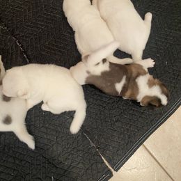 Akita Puppies from Gloe Akita's