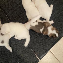 Akita Puppies from Gloe Akita's