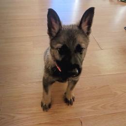 Whiskey (Red male) - Sable male German Shepherd puppy in Winchester, Kentucky from Del Lago Canine